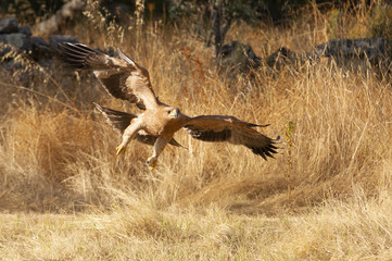 Inmature Spanish Imperial Eagle. Aquila adalberti