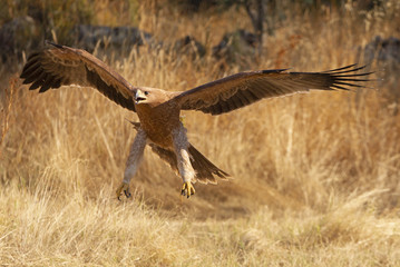 Young female of Spanish Imperial Eagle. Aquila adalberti