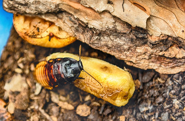 Madagascar hissing cockroach aka Gromphadorina Portentosa while eating a banana