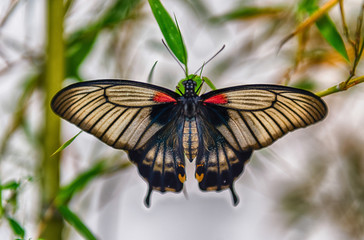 Papilio memnon,  tropical butterfly, standing on a leaf