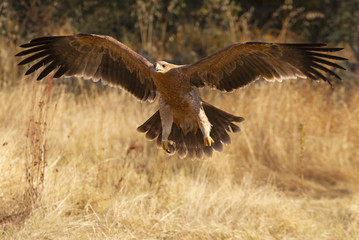 Spanish Imperial Eagle. Aquila adalberti