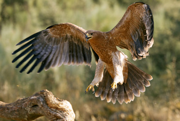 Young Spanish Imperial Eagle. Aquila adalberti