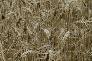 Blé à barbe