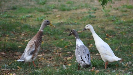 runner ducks in the grass