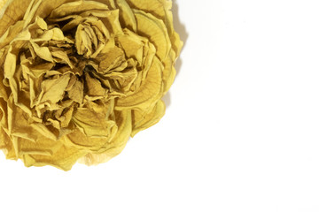 Beautiful Dried Rose and Petals on White Background