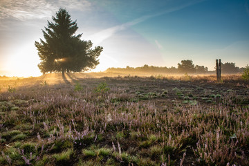 Die aufgehende Sonne scheint durch einen einzelnen Baum in der Mehlinger Heide