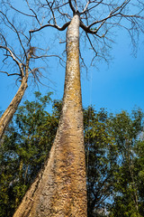 Giant Tree with blue sky in ta phom temple siem reap cambodia,wonder of the world.