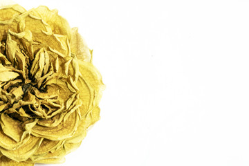 Beautiful Dried Rose and Petals on White Background