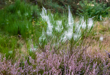 spinnweben mit tautropfen am heidekraut