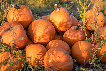 freshly harvested pumpkins, piled up for pick up