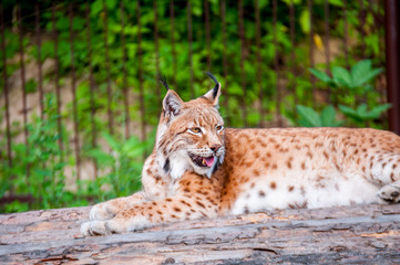 Lynx resting on a wooden bridge in the summer