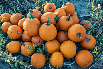 freshly harvested pumpkins, piled up for pick up