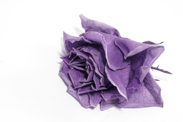Beautiful Dried Rose and Petals on White Background