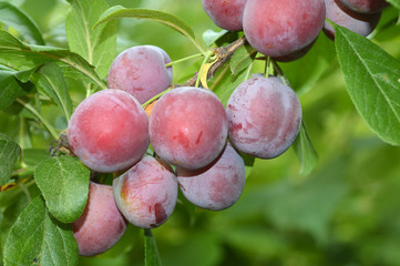 Ветка со спелыми большими сливами.