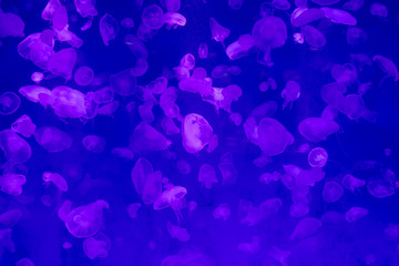 Jellyfish in the sea