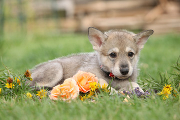 Puppy of Saarloos Wolfhound with flower