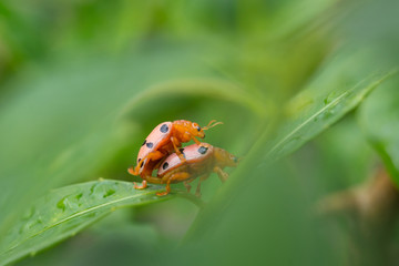 Ladybugs breeding on the leave
