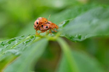 Ladybugs breeding on the leave