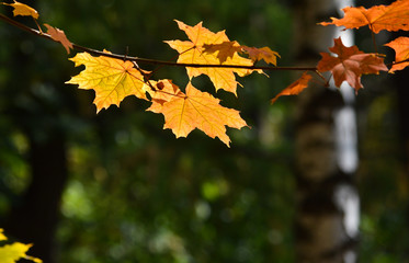 Autumn maple leaves on trees.