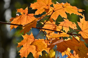 Naklejka na ściany i meble Autumn maple leaves on trees.