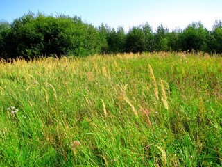 Glade with high grass in summer