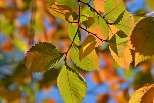 Autumn leaves on the elm trees.
