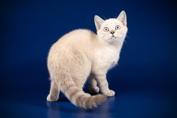 Scottish straight shorthair cat on colored backgrounds