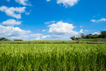 稲　青空　香川県