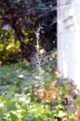 a poisonous spider on a cobweb