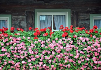 Fototapeta na wymiar balcony window with flowers