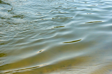 surface of water