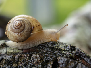 昆虫