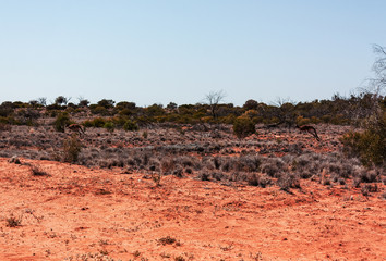 Kangaroo in Outback Australia off road