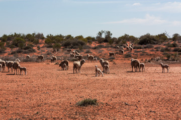 Fototapeta na wymiar Group of sheeps in Outback Australia