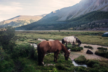 horses in mountains at the river