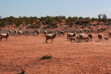 Fototapeta na wymiar Group of sheeps in Outback Australia