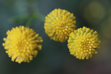 Yellow flowers tansy ordinary (bitter buttons, cow bitter or golden buttons - Tanacétum vulgáre), covered with morning dew. Close-up. Macro. Soft focus effect.
