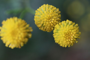 Yellow flowers tansy ordinary (bitter buttons, cow bitter or golden buttons - Tanacétum vulgáre), covered with morning dew. Close-up. Macro. Soft focus effect.