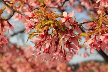   blood plums are red varieties of cherry plum (Prunus cerasifera)