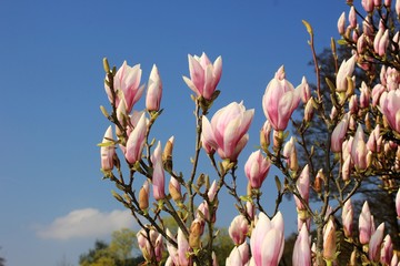 Blue sky with magnolia blossom - obrazy, fototapety, plakaty