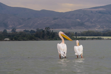 Pelicans in beautiful Nature Scene at Lake Victoria in Kenya, Africa
