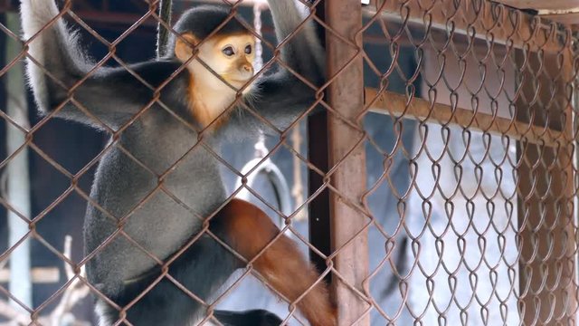 Sad Red-shanked douc langur sit and looking out through the cage.