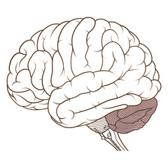 Coloured cerebellum of human brain anatomy side view flat