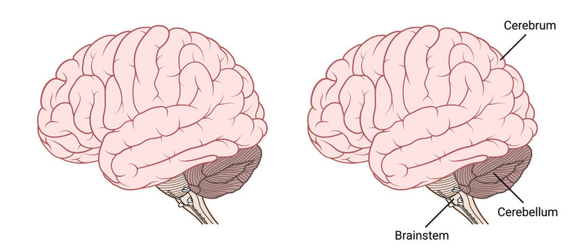 Human brain anatomy Side view flat