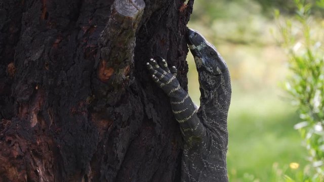 Goanna Varanus varius resting on the side of a tree in Australia