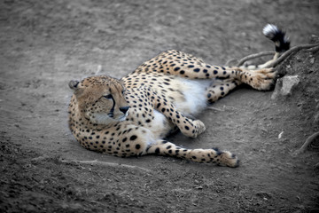 Cheetah resting