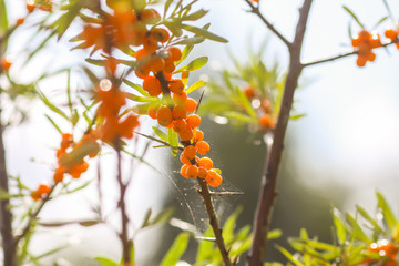 Branch of orange sea buckthorn berries in autumn park. Seasonal berry harvest.