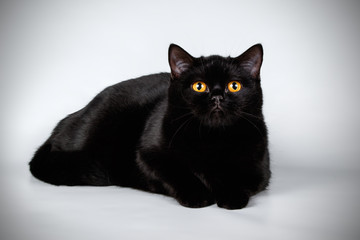 British shorthair cat on colored backgrounds