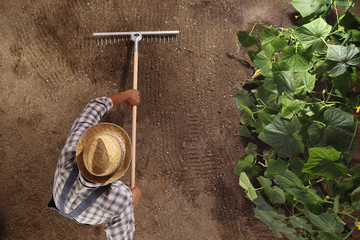 man farmer working with rake in vegetable garden, raking the soil near a cucumber plant, top view and copy space template