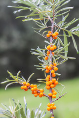 Branch of orange sea buckthorn berries in autumn park. Seasonal berry harvest.